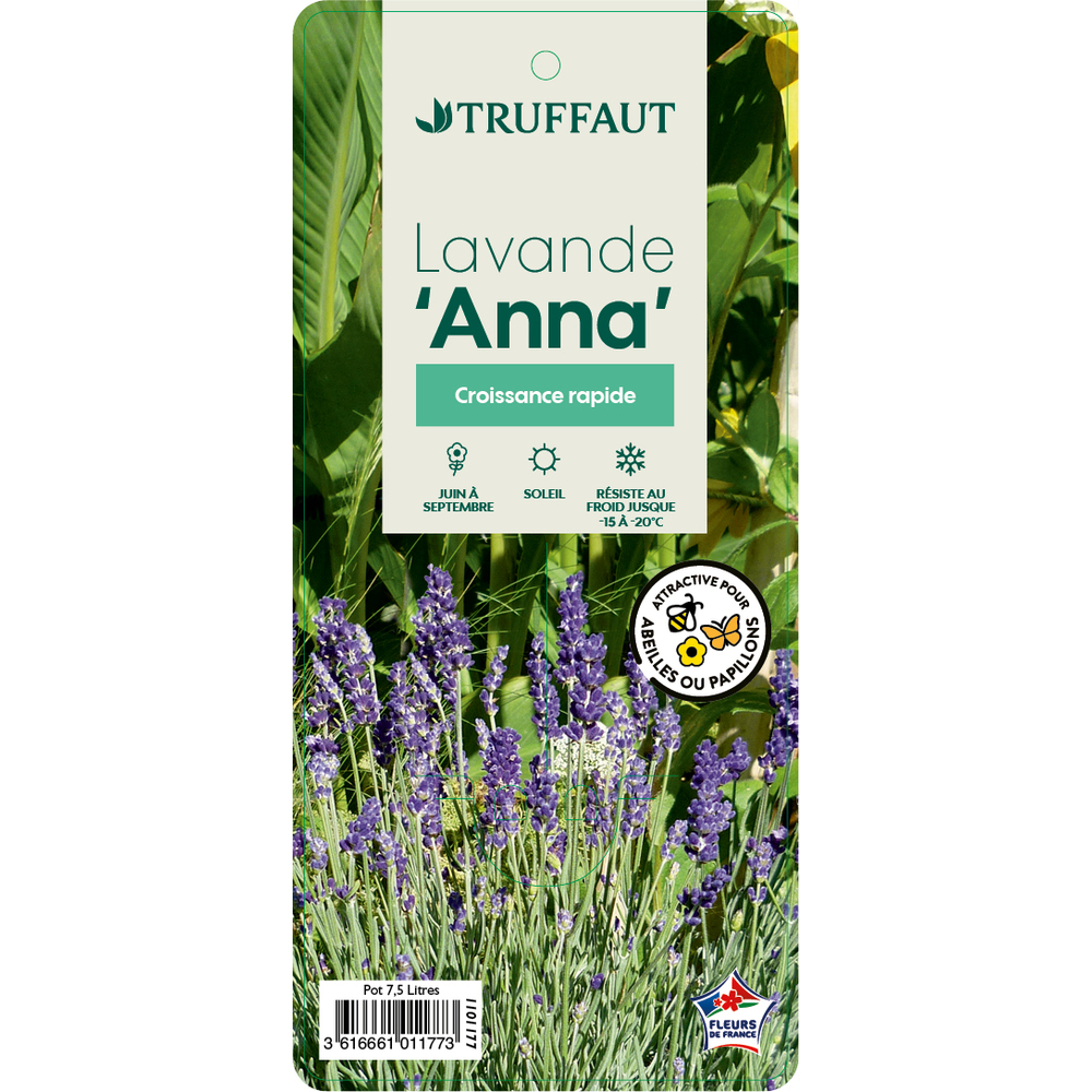 Lavandula 'Anna' : pot 7,5L