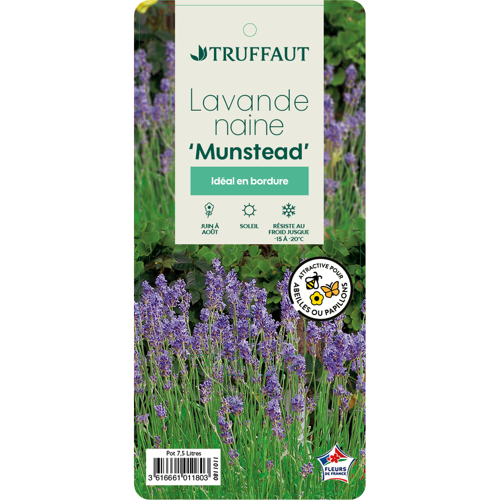 Lavandula 'Munstead' : pot de 7.5L