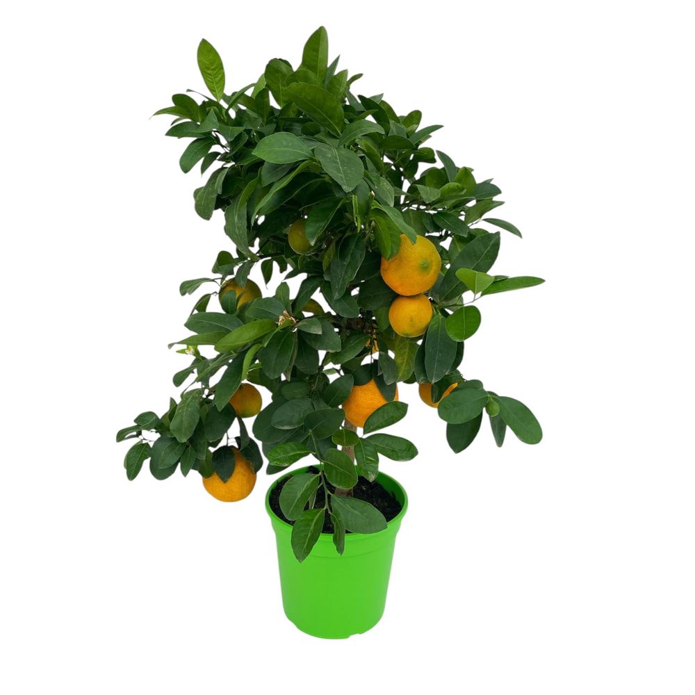 Oranger, 1/4 Tige - Pot 4/5L