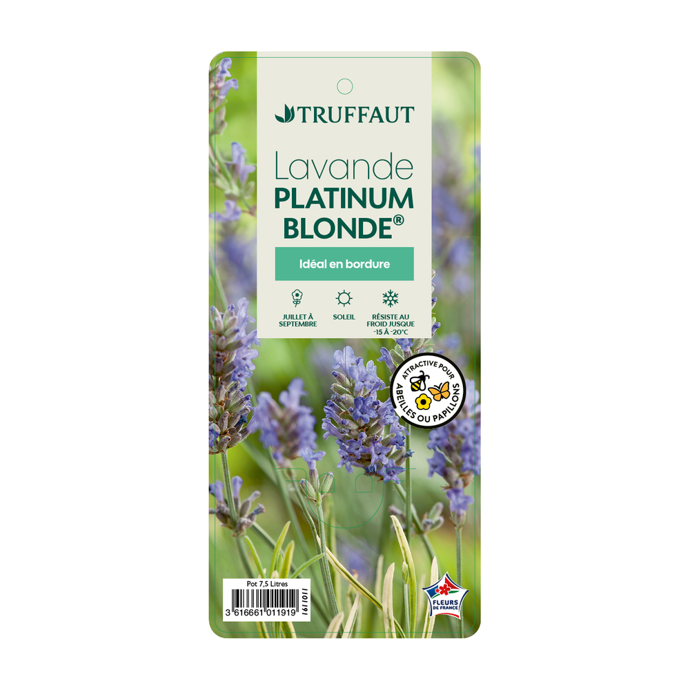 Lavande angustifolia 'Platinum Blonde®' - Pot 7,5L