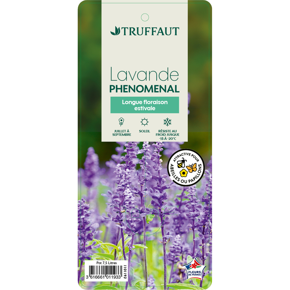 Lavandula 'Phenomenal' : pot de 7.5L