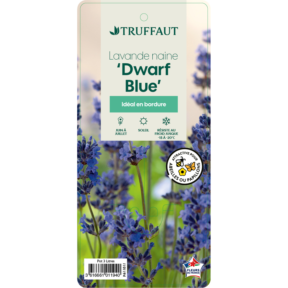 Lavandula 'Dwarf Blue' : pot 3L