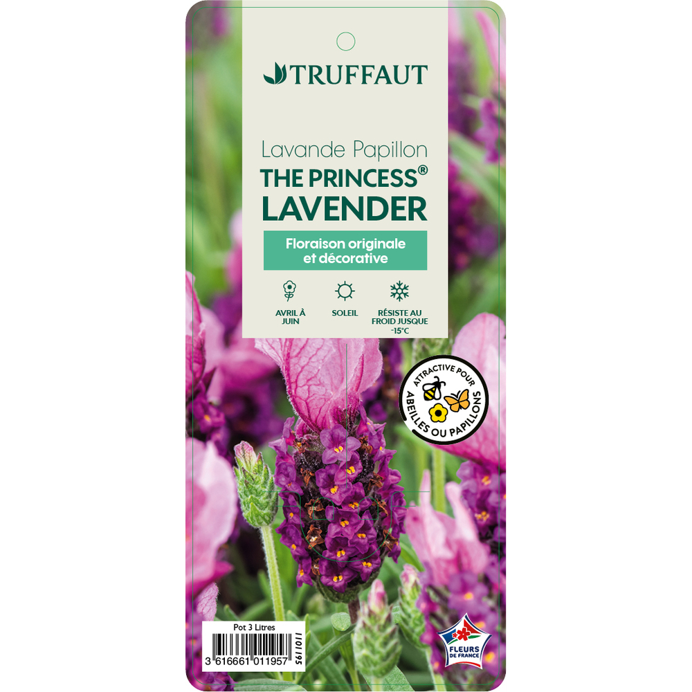 Lavandula 'The Princess®' : pot D.3L