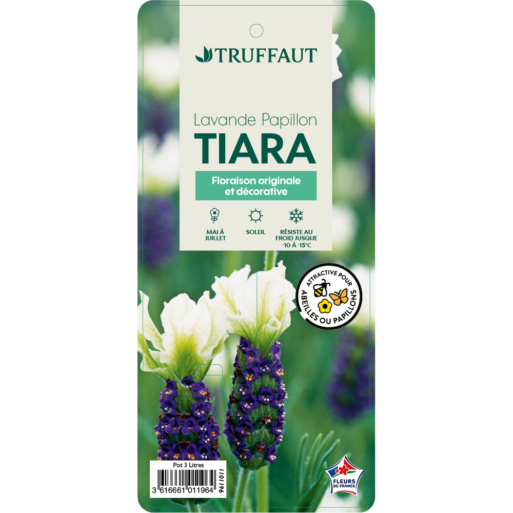 Lavandula stoechas 'Tiara' : pot 3L