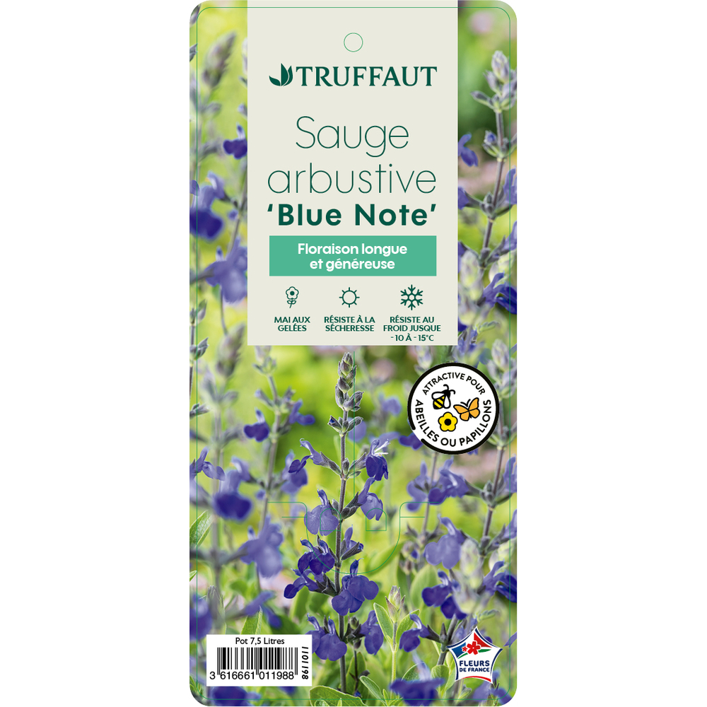Salvia 'Blue note' : Pot 7,5L