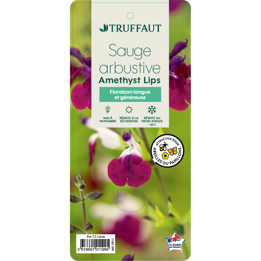 Salvia 'Amethyst lips' : Pot 7,5L