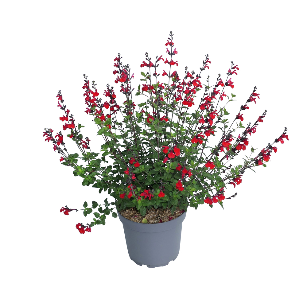 Salvia 'Royal bumble' : Pot 7,5L