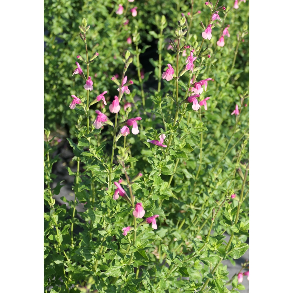 Salvia 'Shell Dancer': pot 7.5L