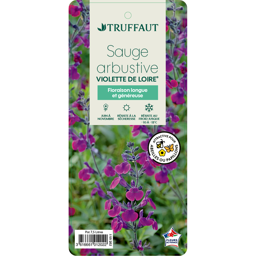 Salvia 'Violette de Loire'® : pot 7.5L