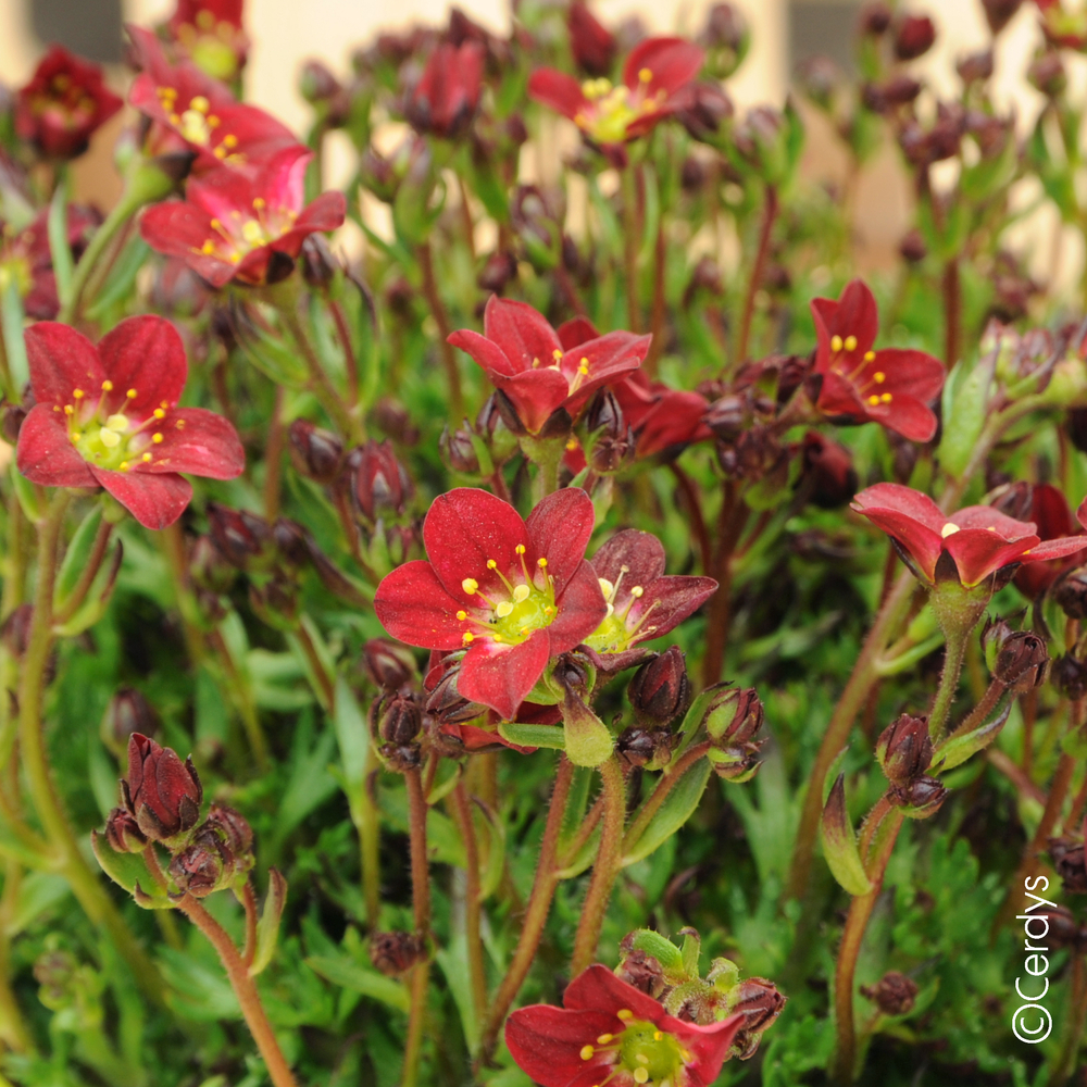Saxifrage 'Touran Red' : godet