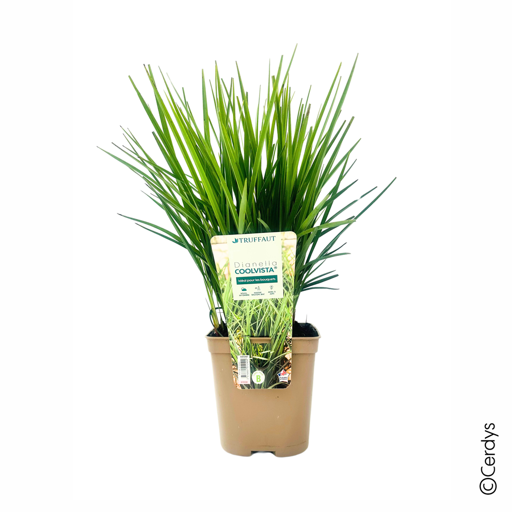 Dianella Coolvista® 'Allyn-Citation' : pot 2L