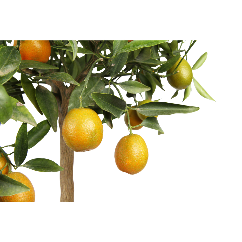 Kumquat, 1/4 Tige - Pot 4/5L