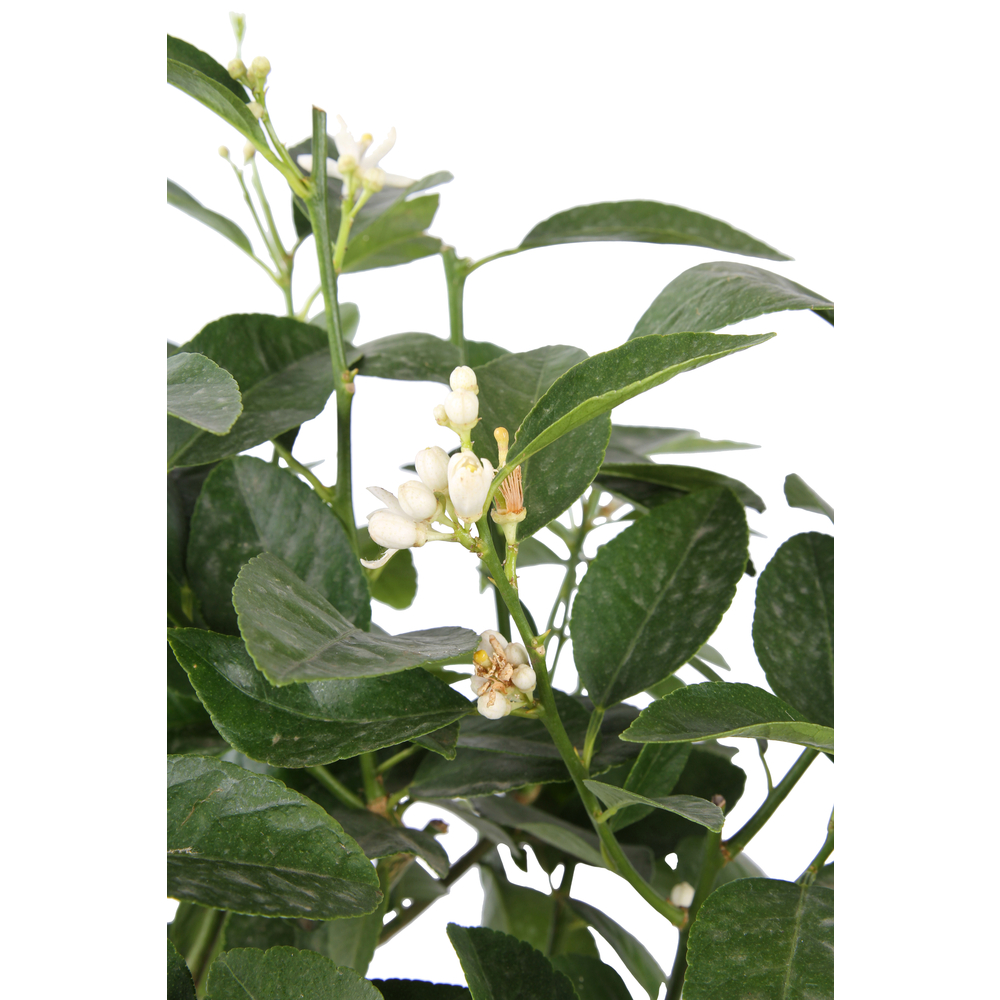 Lime vert, 1/4 Tige - Pot 4/5L