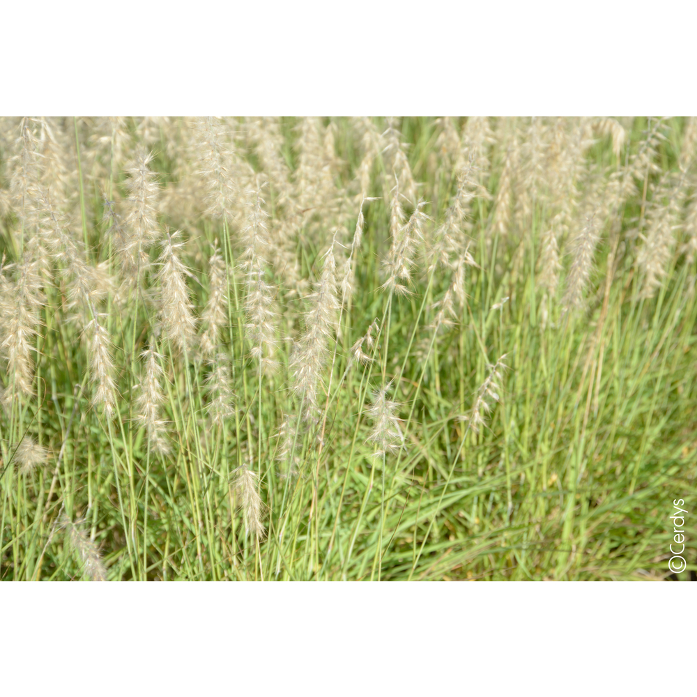 Pennisetum 'Hameln' : pot 2L