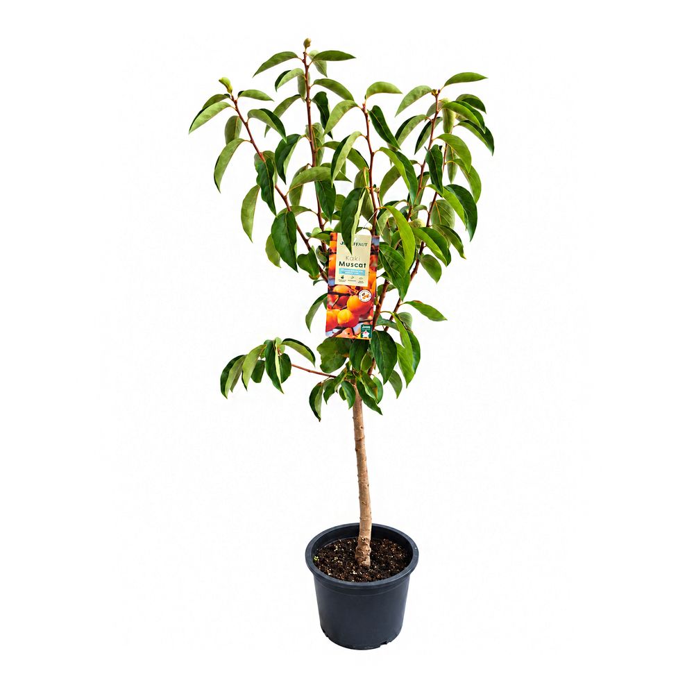 Kaki 'Muscat', gobelet 3 ans d'âge : pot 10L
