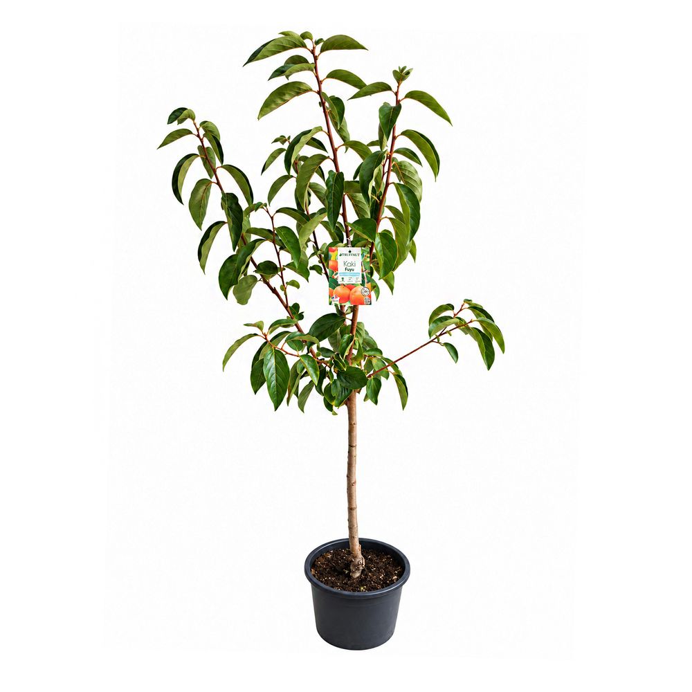 Kaki 'Fuyu', gobelet 3 ans d'âge : pot 10L