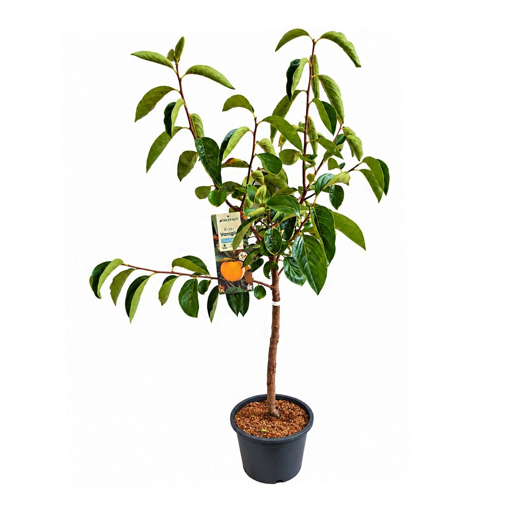 Kaki 'Vaniglia', gobelet 3 ans d'âge : pot 10L