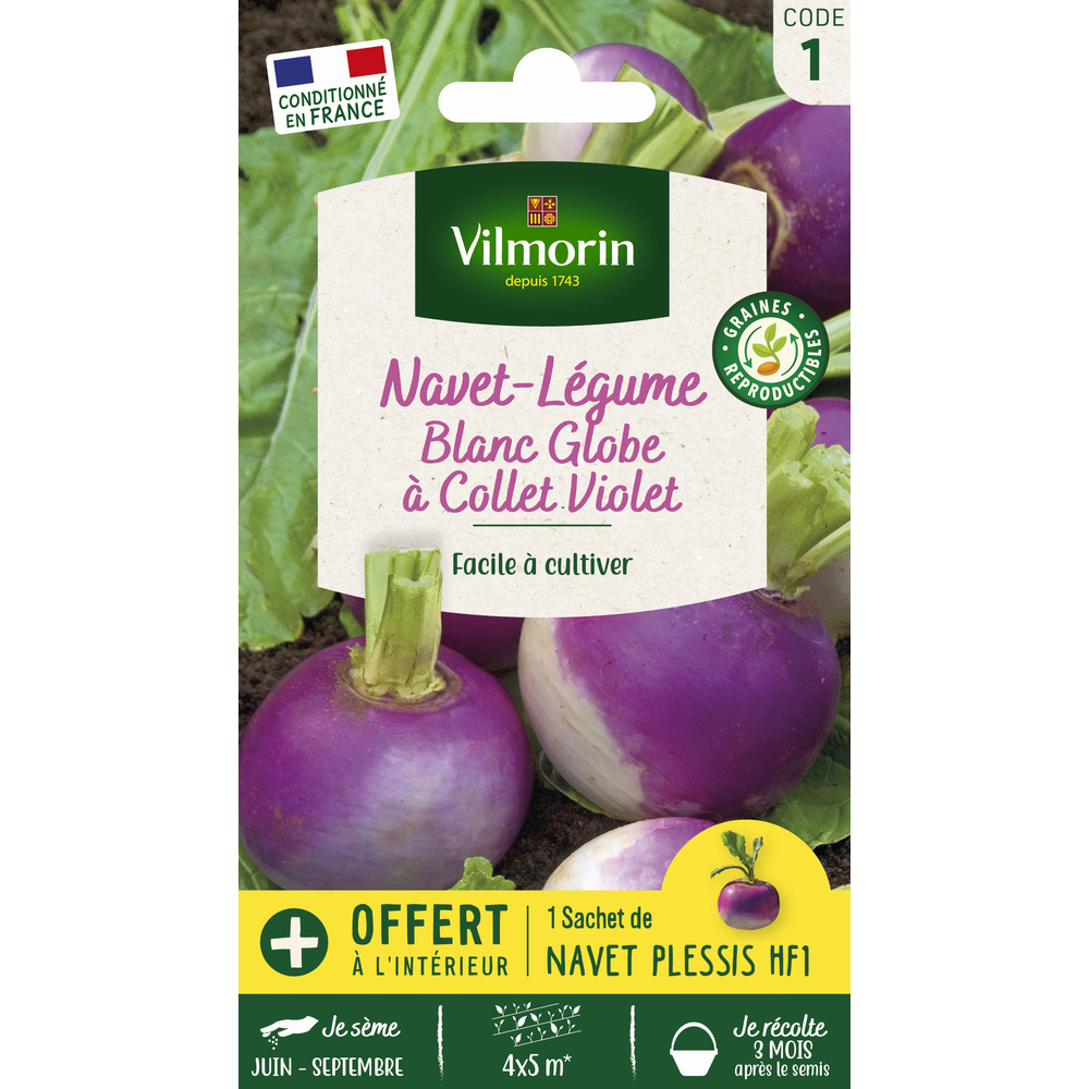 Navet blanc Globe à collet violet + 1 sachet navet Plessis offert