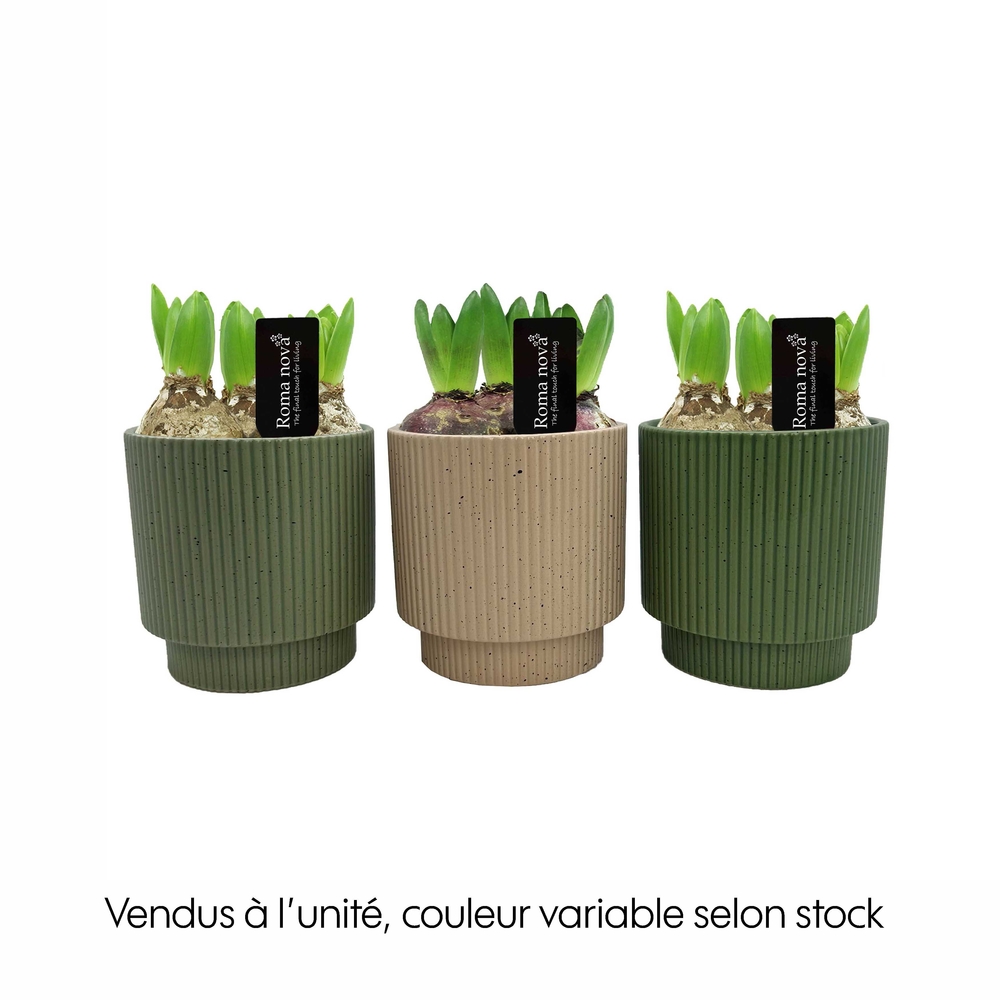 Composition de 3 jacinthes : pot en céramique D.12cm