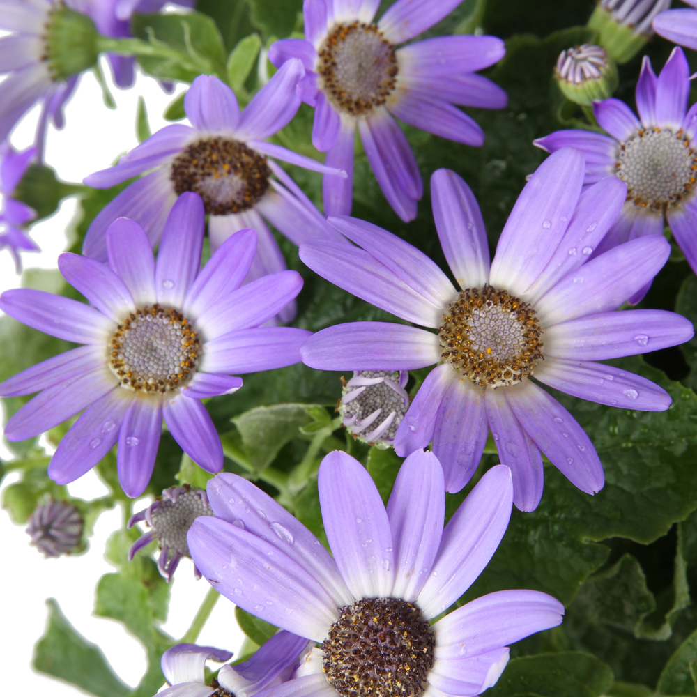 Senecio 'Senetti®' : pot D.17cm