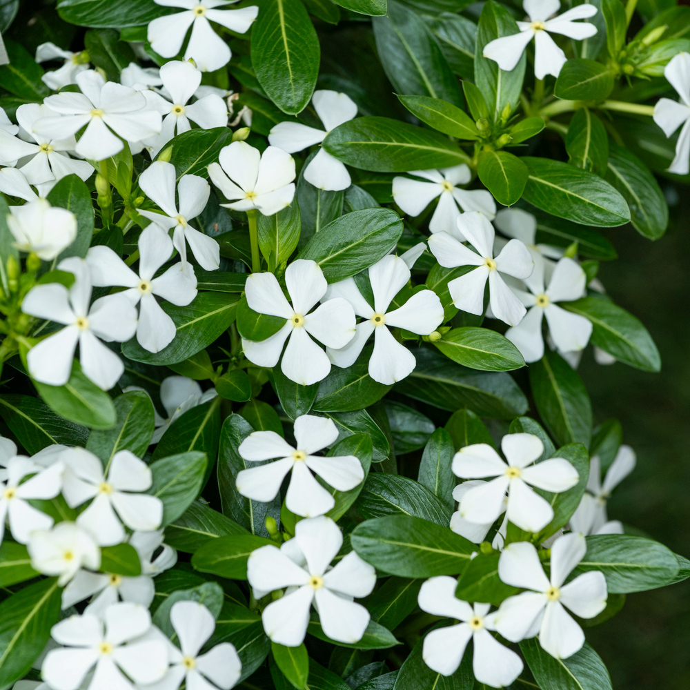 Pervenche de Madagascar 'Soirée kawaï' : pot D.12cm