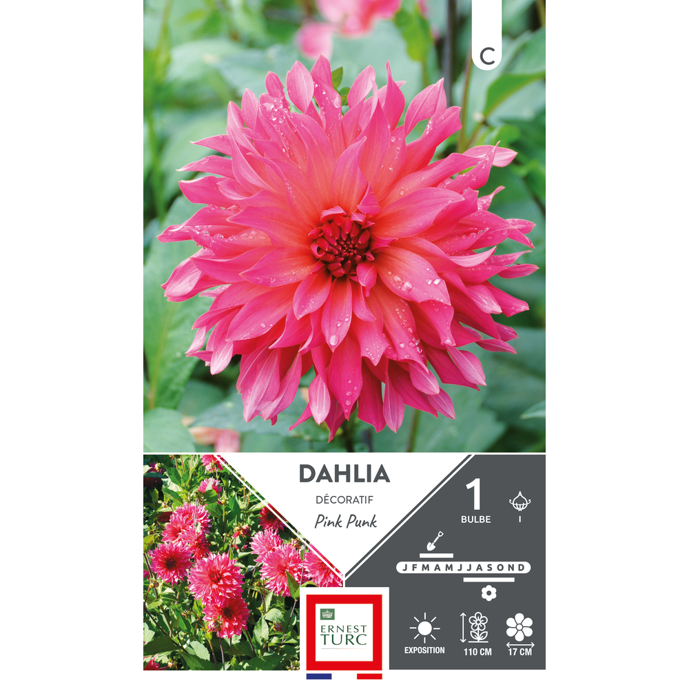 Bulbe de dahlia décoratif 'Pink Punk' - x1
