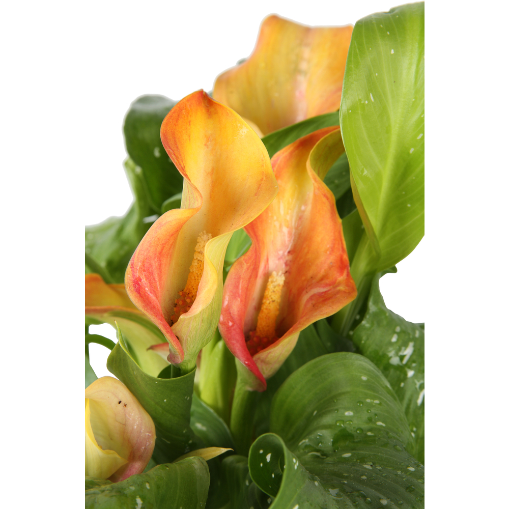 Arum de couleur : pot de D.14cm