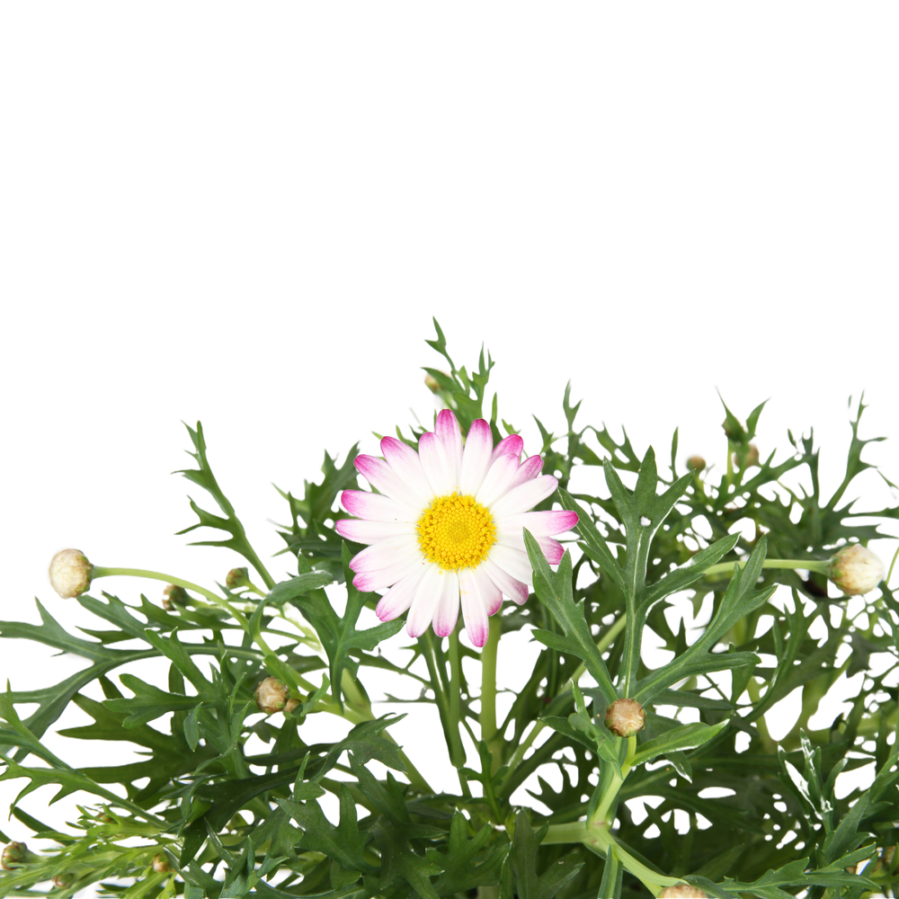 Anthemis Daisy Crazy® 'Summit Pink' - Pot 0,5L