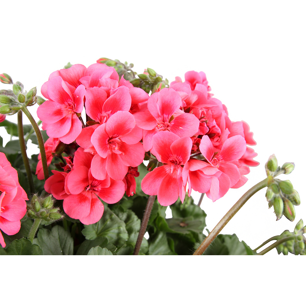 Géranium zonale : pot 9L