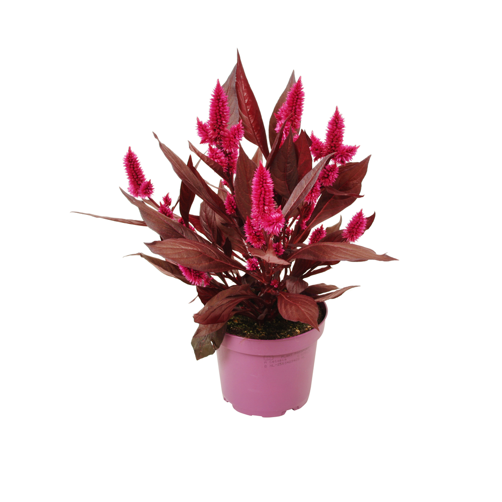 Celosie 'Mystic Shades' - Pot D 11/12cm