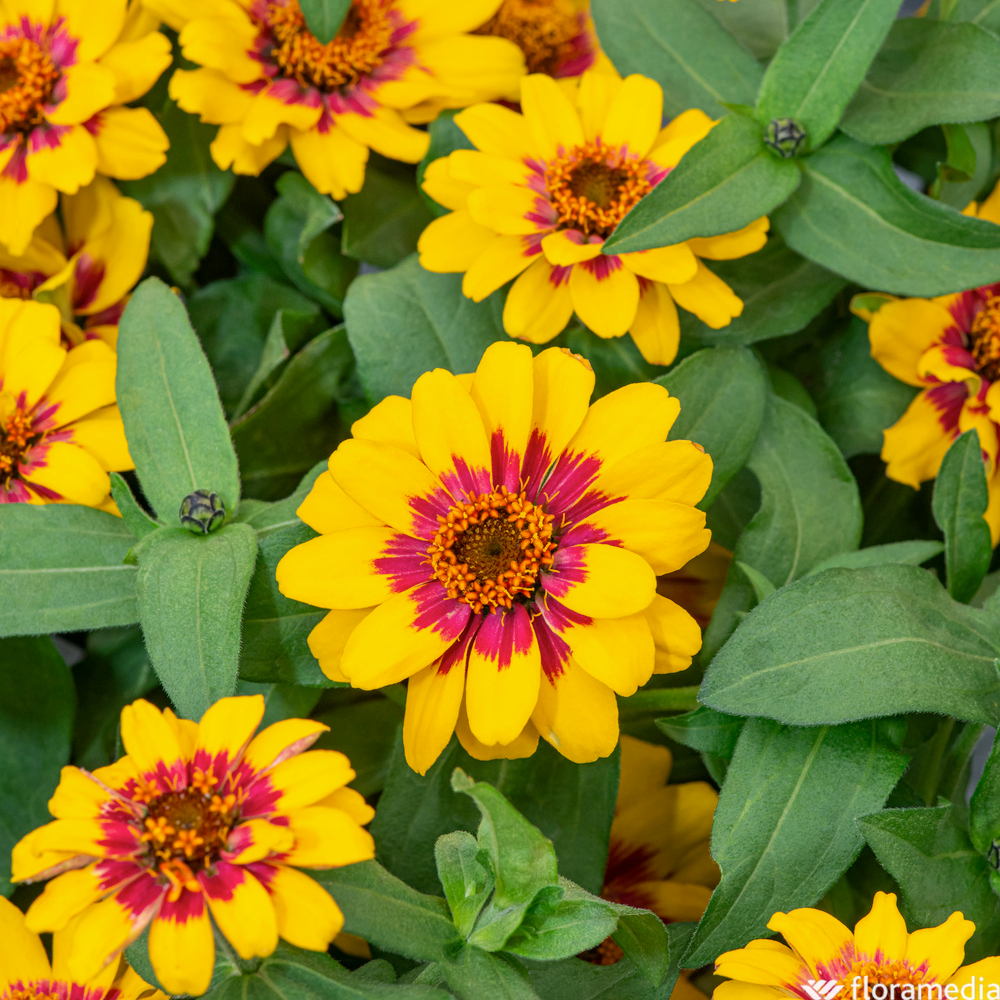 Zinnia 'Profusion Red Yellow Bicolor' - Pot D 12cm