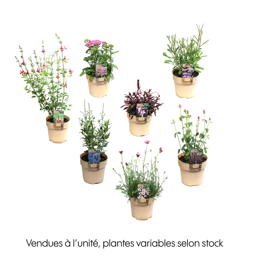 Plante vivace résistante - Pot 1,6L