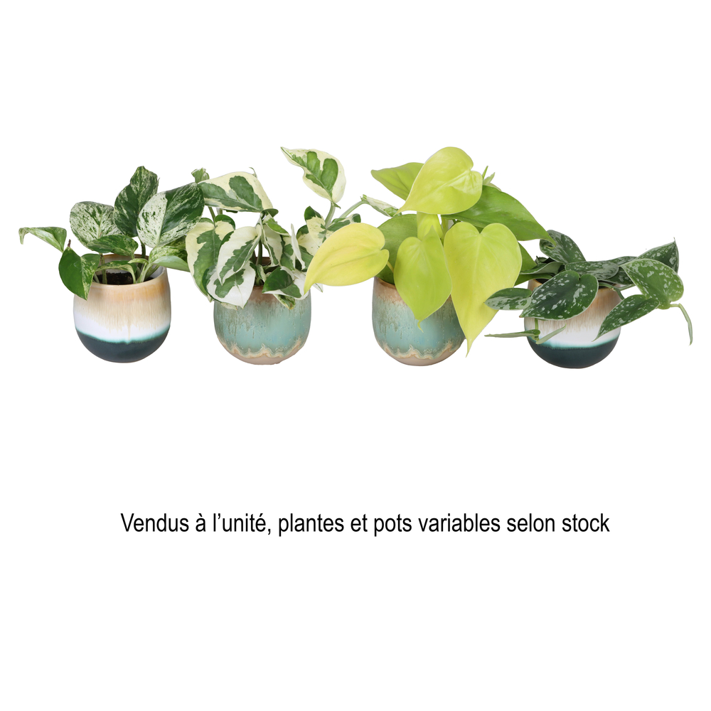 Epipremnum ou Philodendron en cache pot céramique - D.6cm 