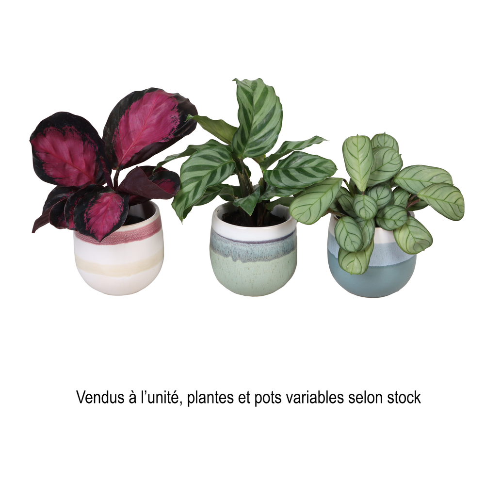 Calathea mix : pot céramique de D.6cm - H.15cm