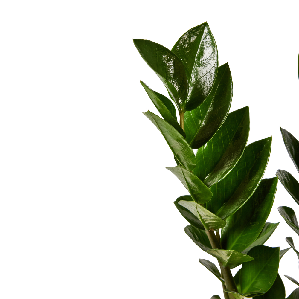 Zamioculcas : pot de D.17cm - H.55cm