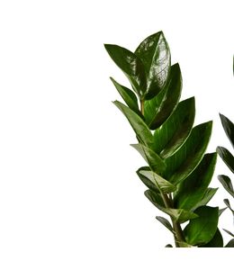 Zamioculcas : pot de D.17cm - H.55cm