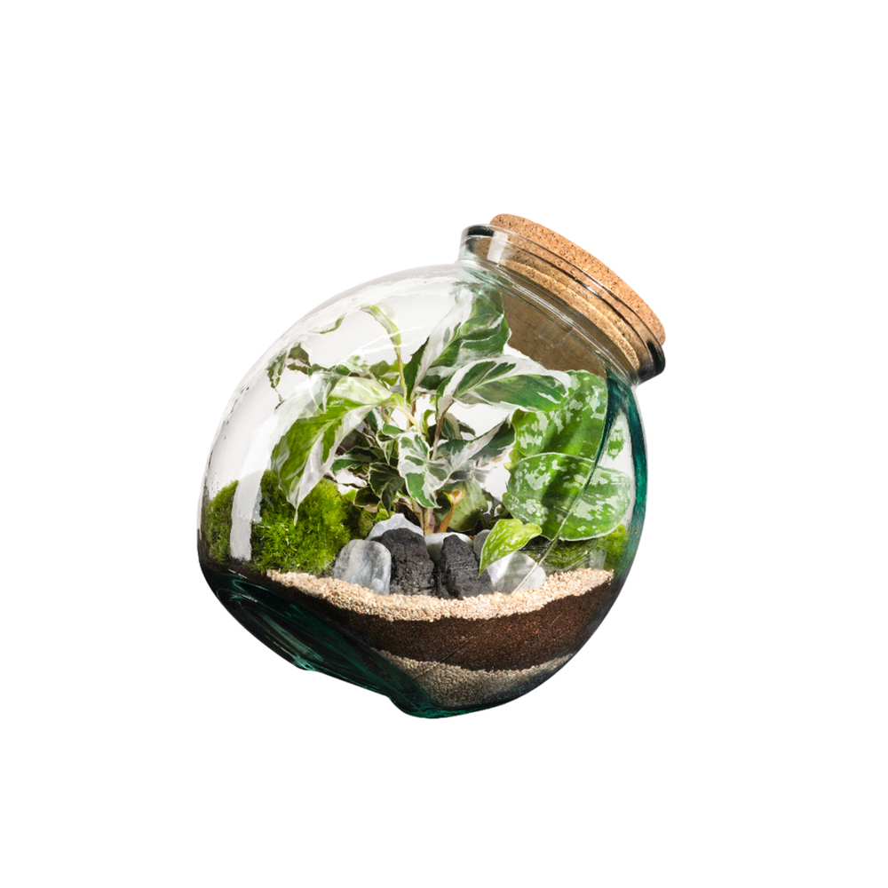 Terrarium Kuego L - D.26xH.26cm