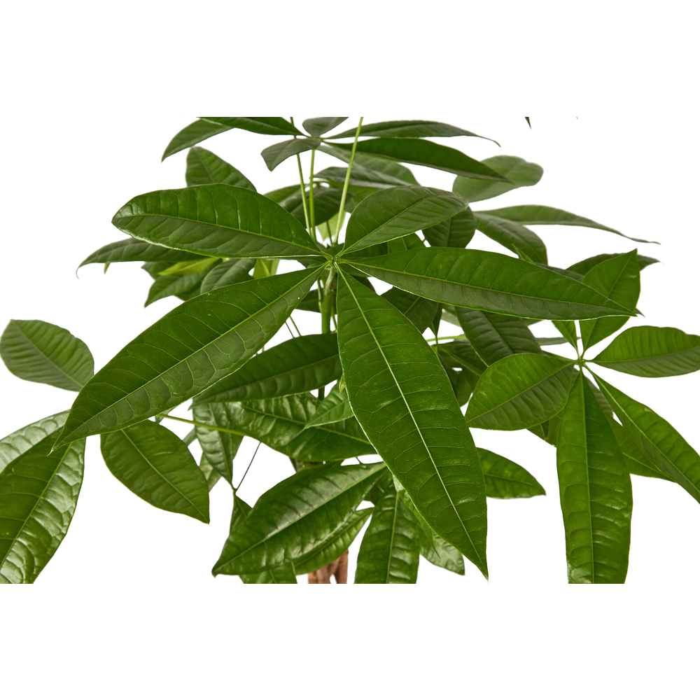 Plantes vertes variées : pot céramique de D.20cm - H.70cm