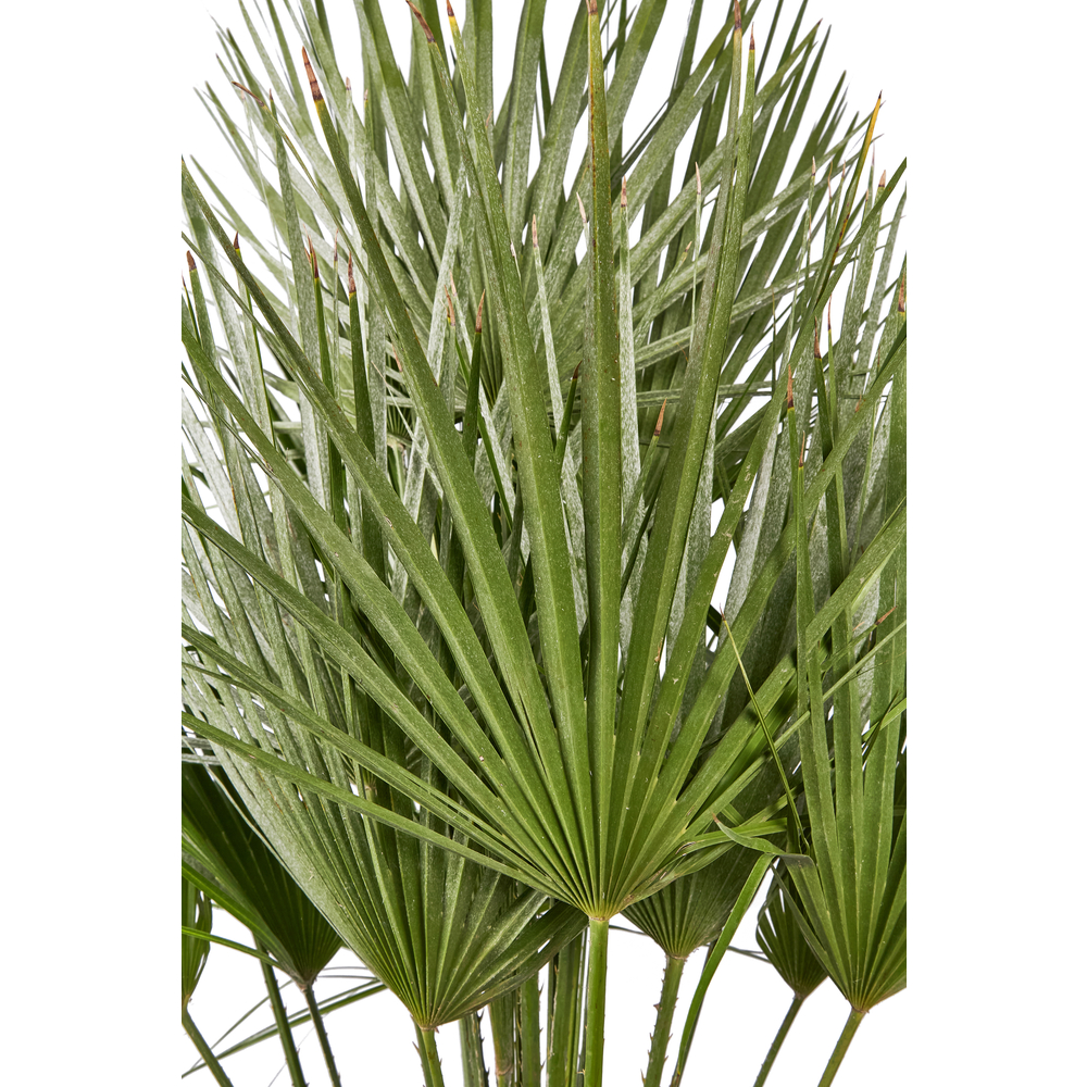 Chamaerops humilis : pot de D.28cm