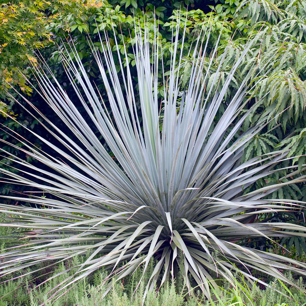 Nolina nelsonii H 50/60cm : pot 3.5L