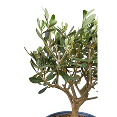 Olea europeae, olivier : Pot D.14cm
