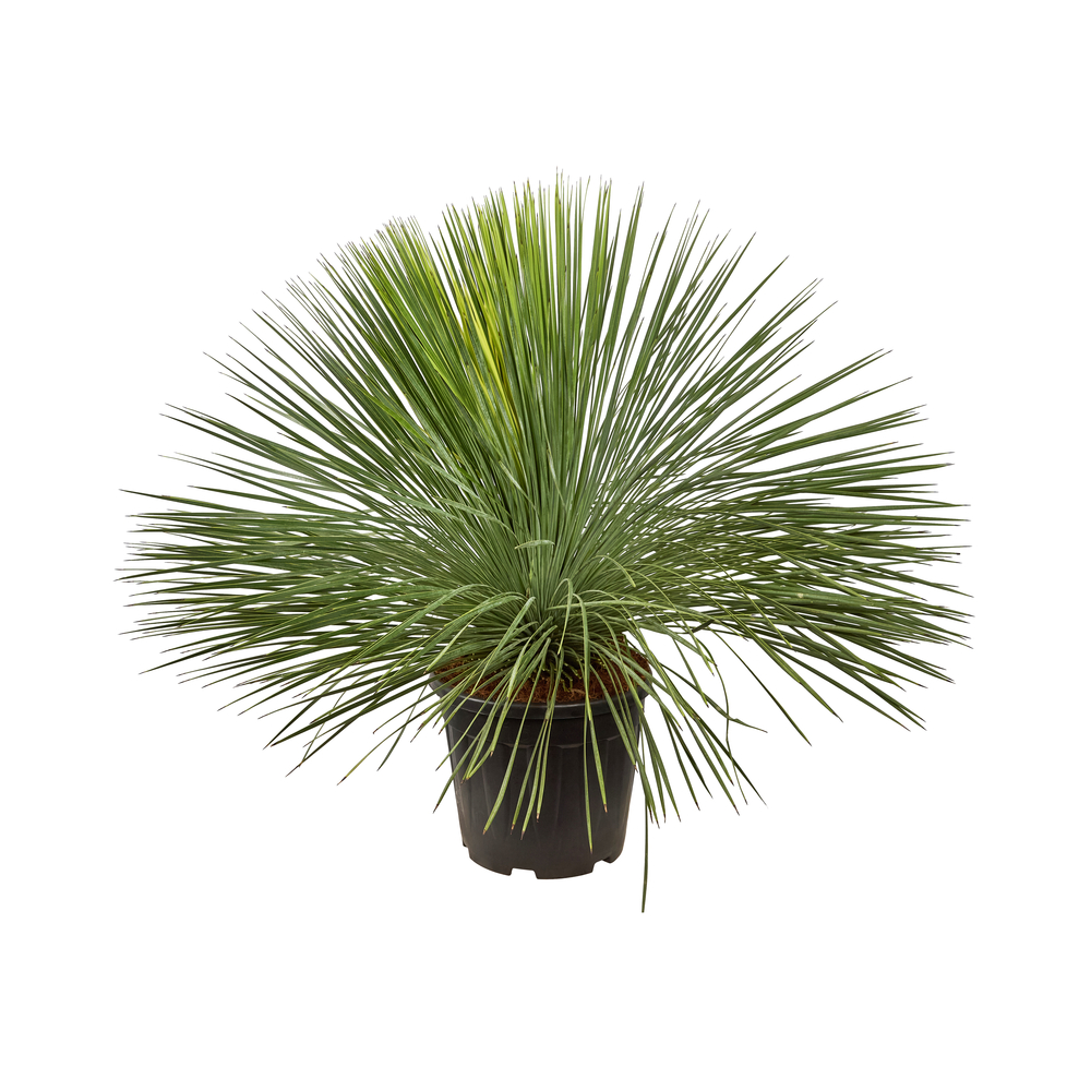 Yucca linearifolia - Pot 15L