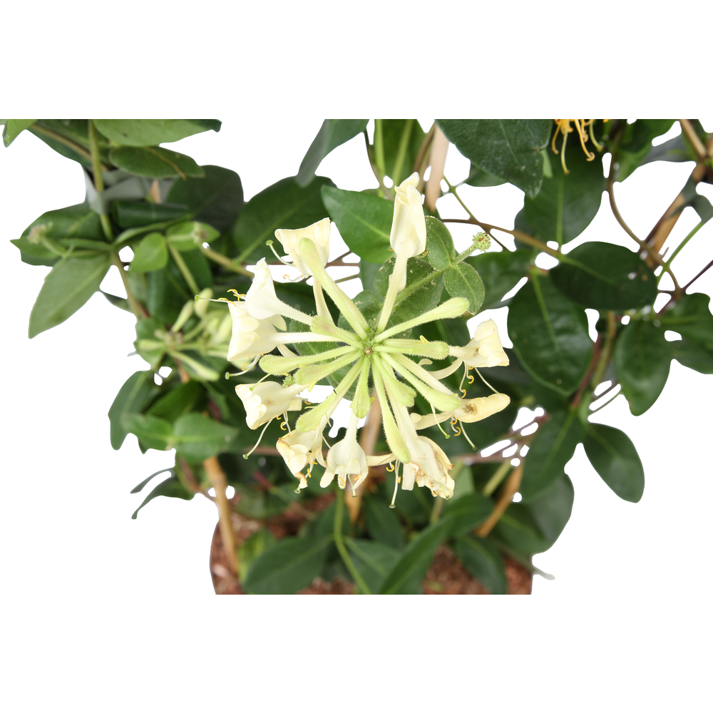 Lonicera 'Scentsation' : pot 5L