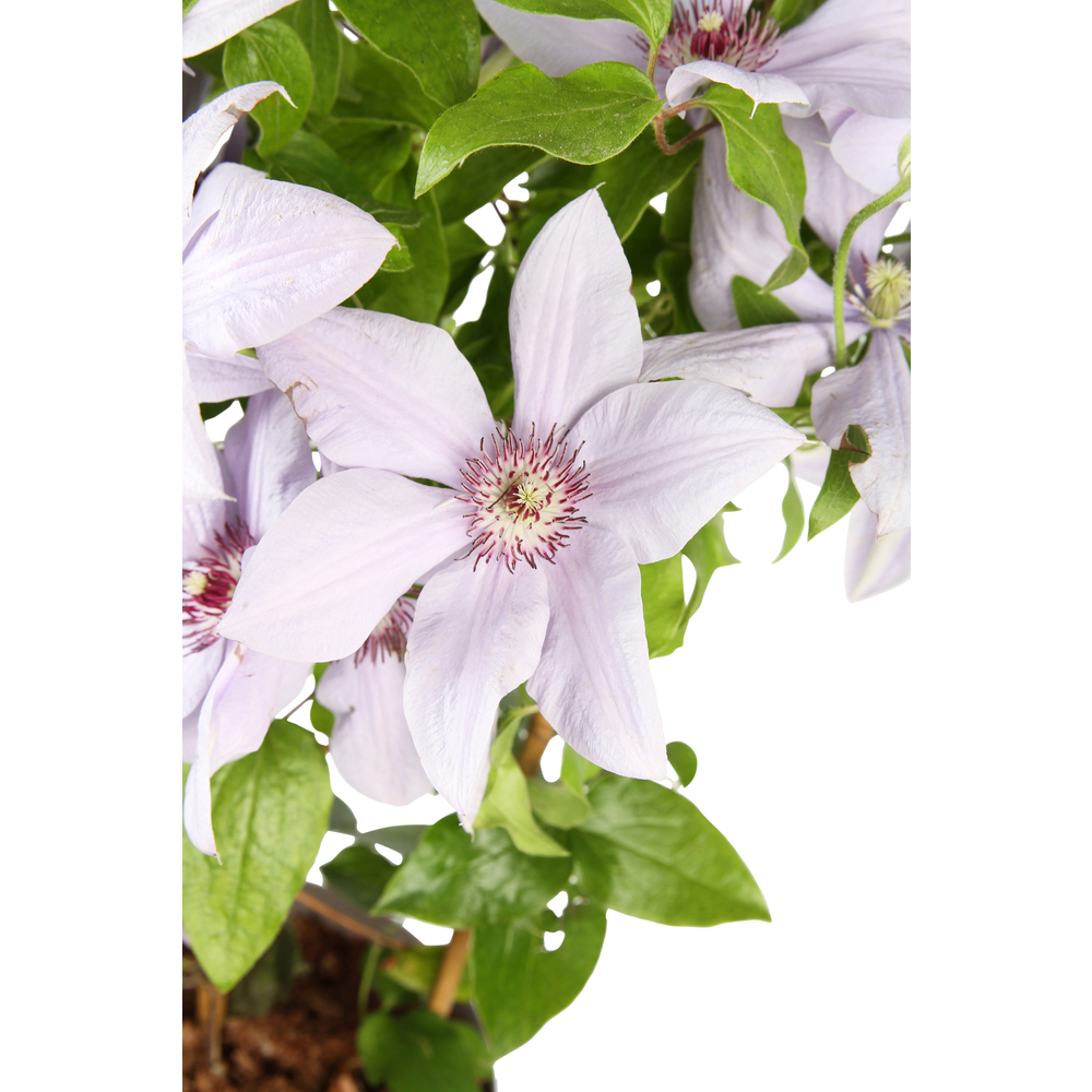 Clematite Evison : pot de 5L