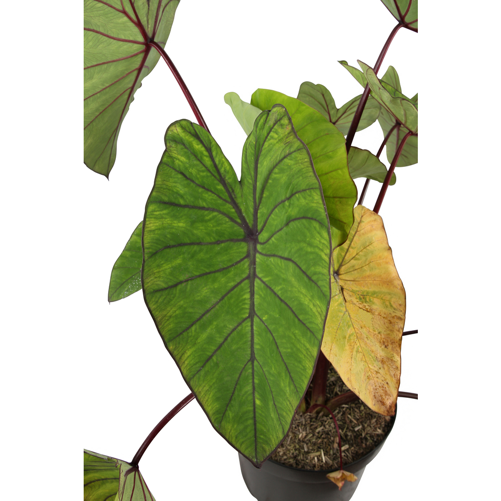 Colocasia - Pot 10L