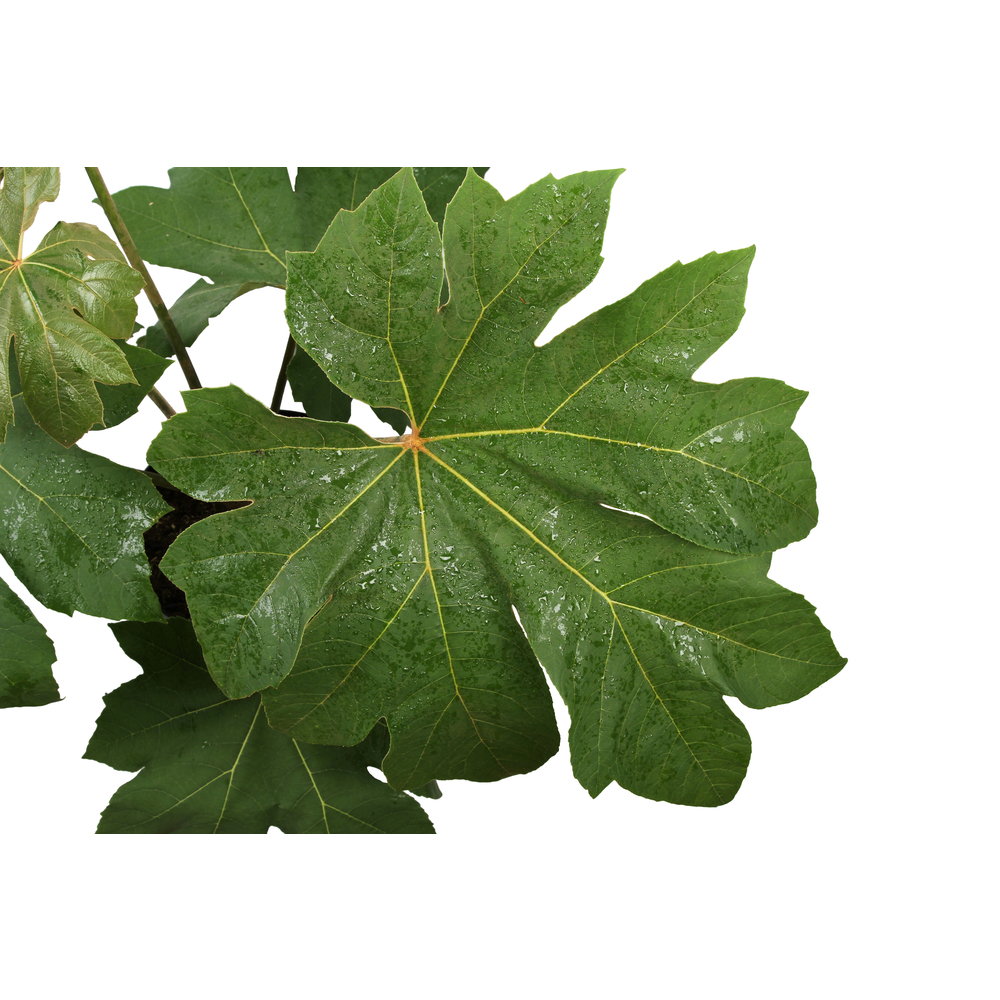 Tetrapanax - Pot 10L