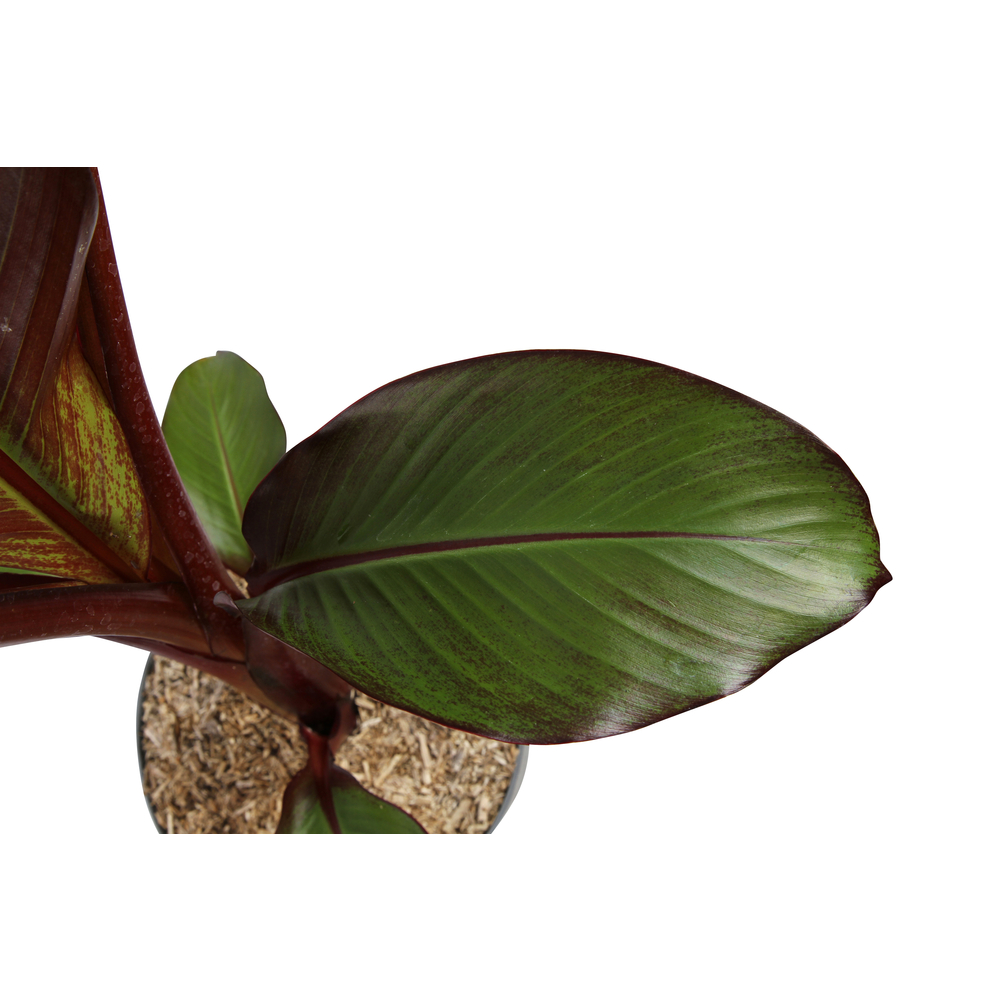 Musa varié: pot 10L