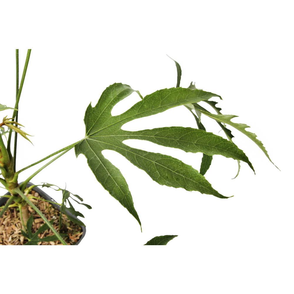 Fatsia polycarpa 'Green Fingers': pot de 7.5L