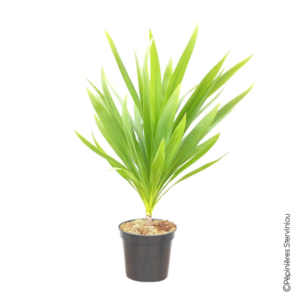 Cordyline australis 'Emerald Star'® : pot 7,5L