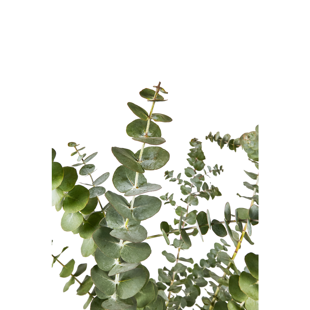 Eucalyptus 'Baby Blue' - Pot 7,5L
